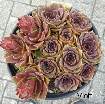 Viotti / Jovi