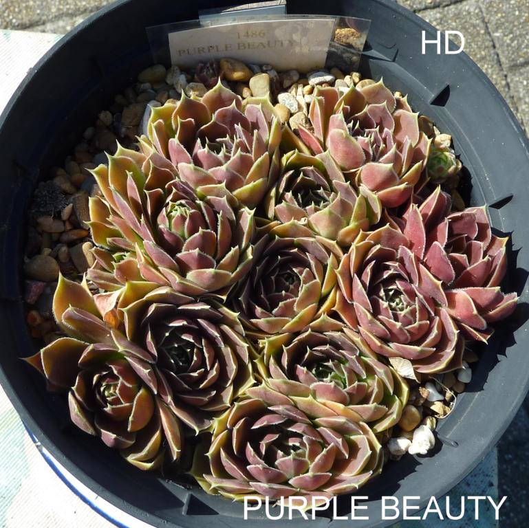 Purple Beauty / Jovi