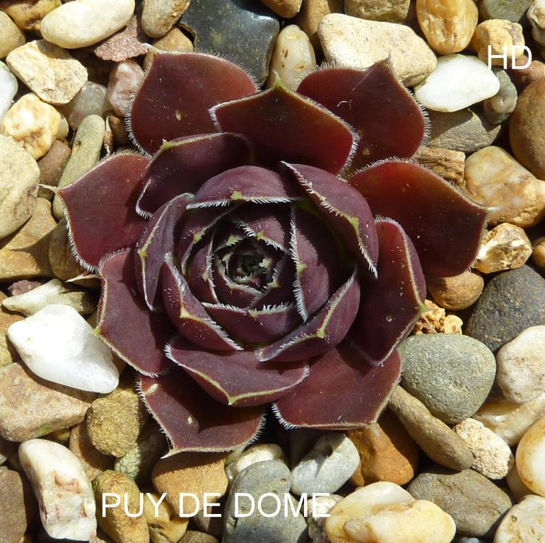 Puy de Dome / Jovi