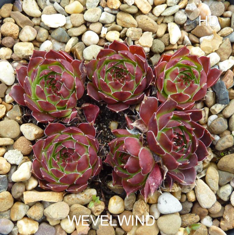 Wevelwind / Jovi