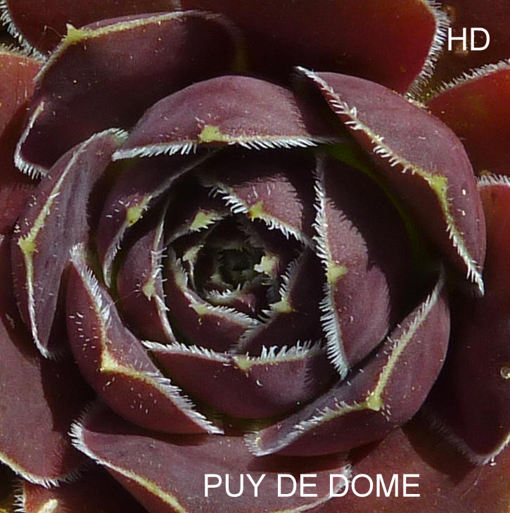 Puy de Dome / Jovi