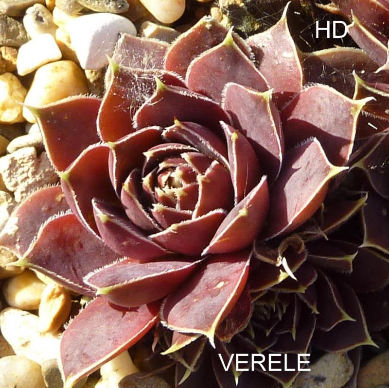 Verele / Jovi
