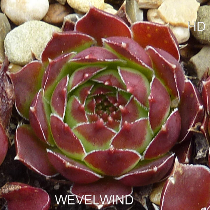 Wevelwind / Jovi