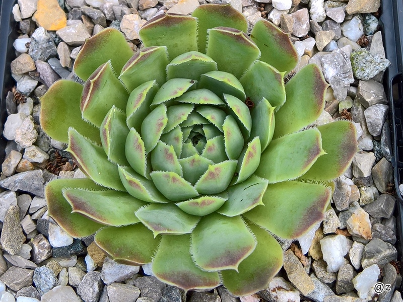 Xenius / Jovi
