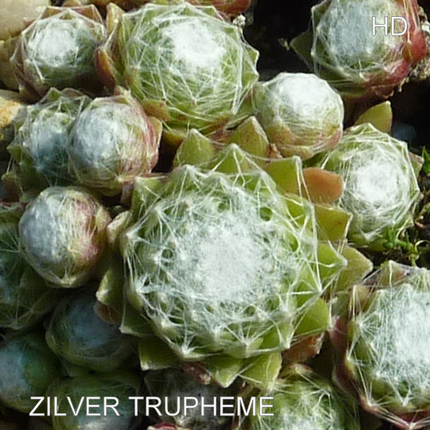Zilver Trupheme