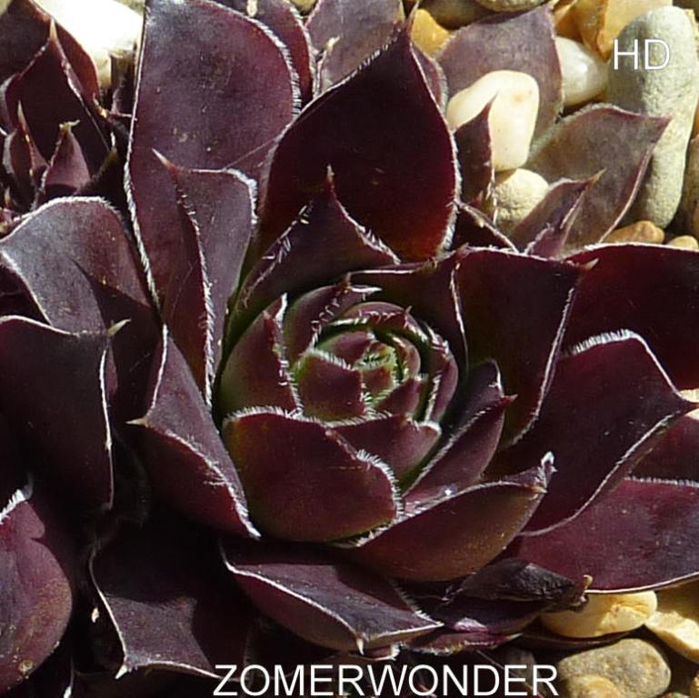Zomerwonder / Jovi
