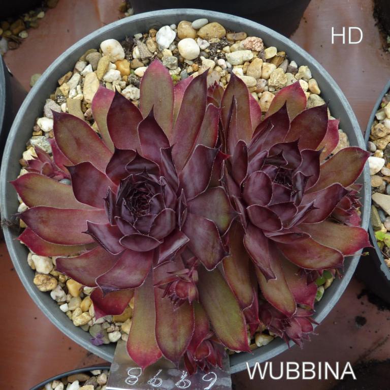 Wubbina