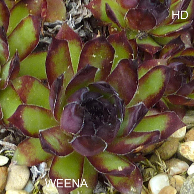 Weena