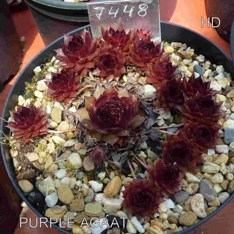 Purple Agaat