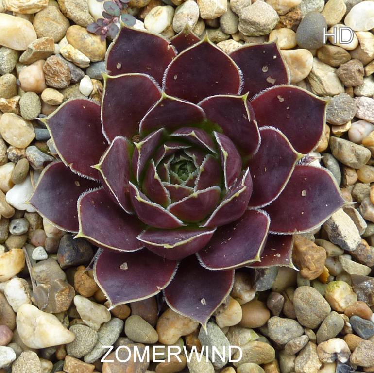 Zomerwind / Jovi
