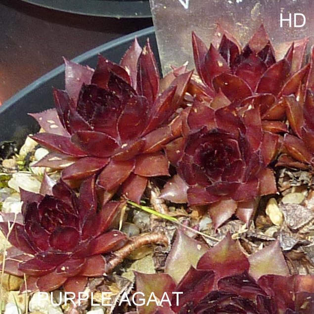 Purple Agaat
