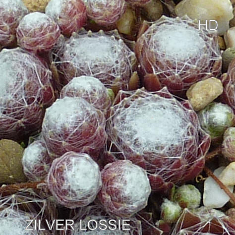 Zilver Lossie