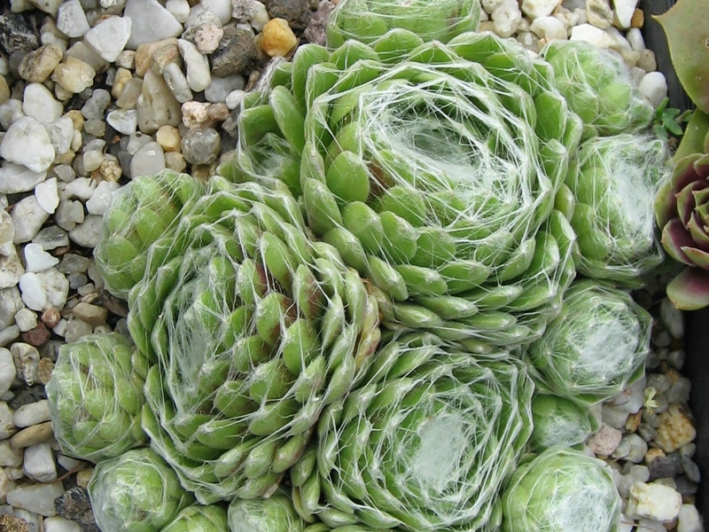 Weisskugel
