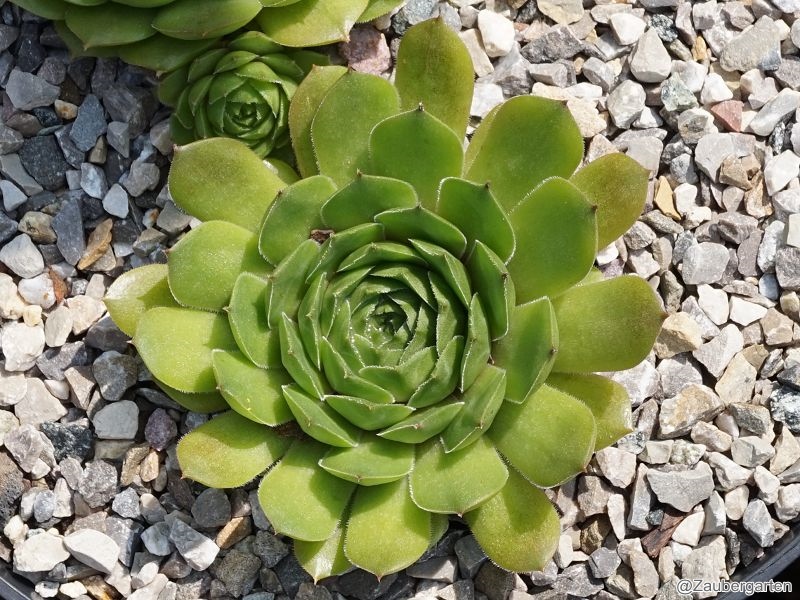 Waldmeister