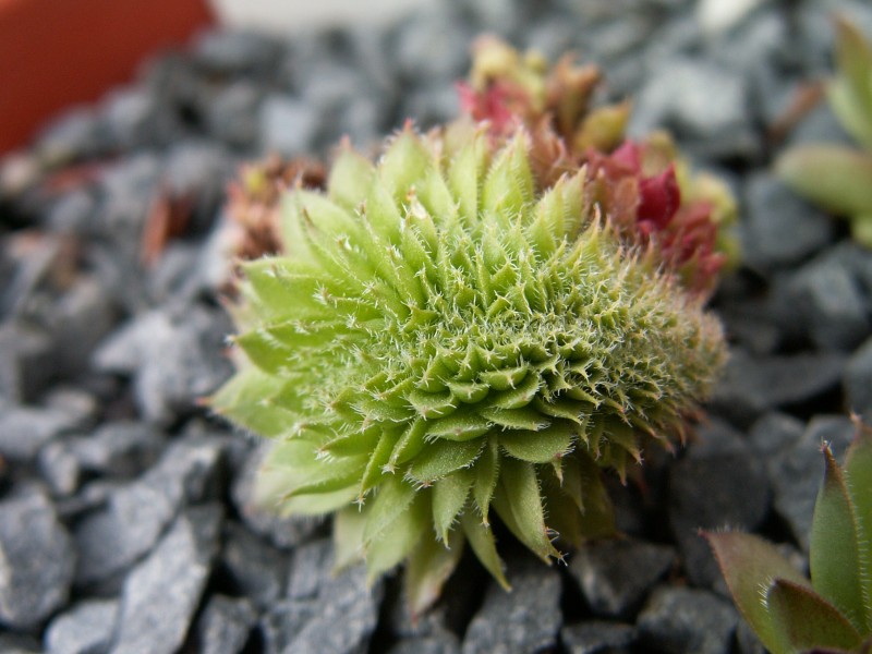 Venus Crested