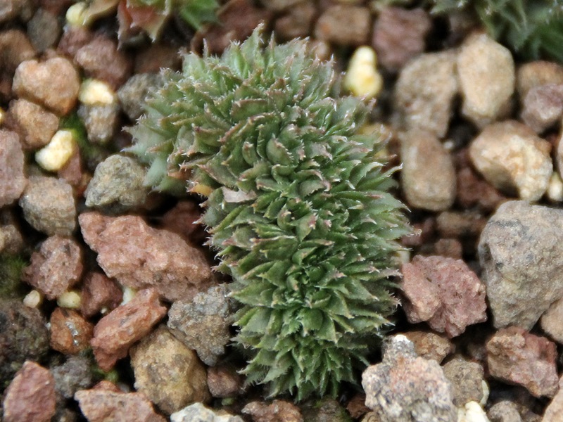 Rex Crested