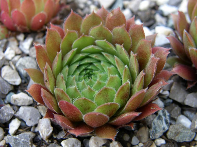Zomerschoon of Beauty
