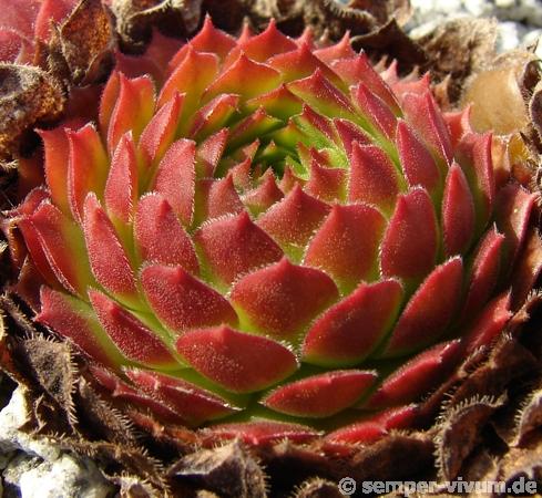 Zomerschoon of Beauty