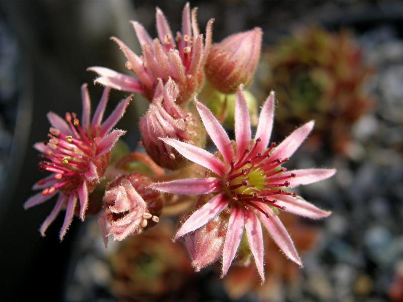 Zomerschoon of Beauty