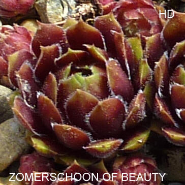 Zomerschoon of Beauty