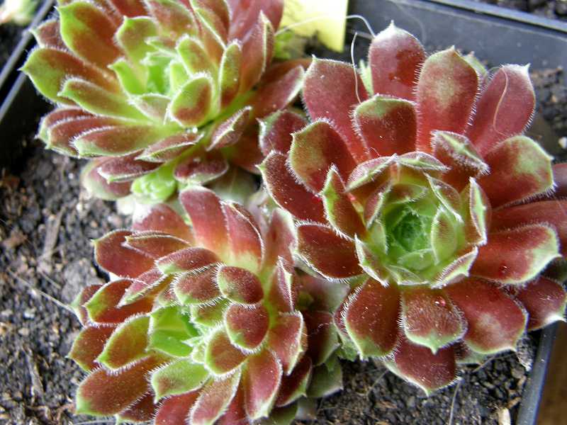 Zomerschoon of Beauty