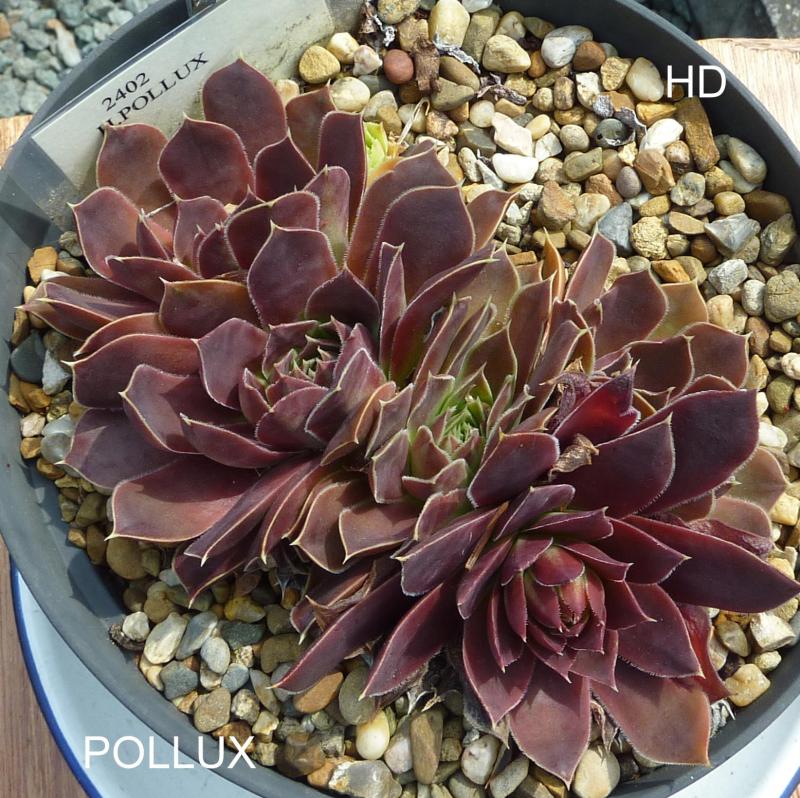 Pollux / Jovi
