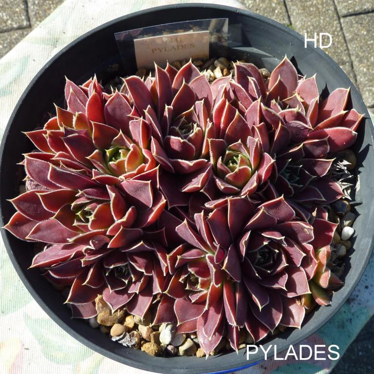 Pylades / Jovi