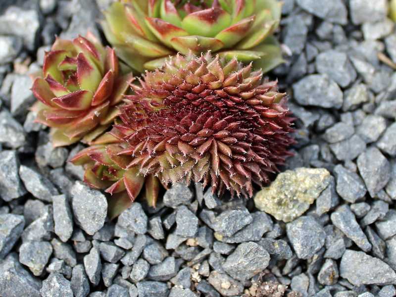 Venus Crested