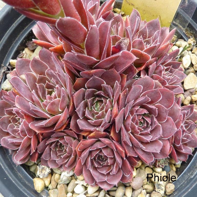 Phiole / Jovi