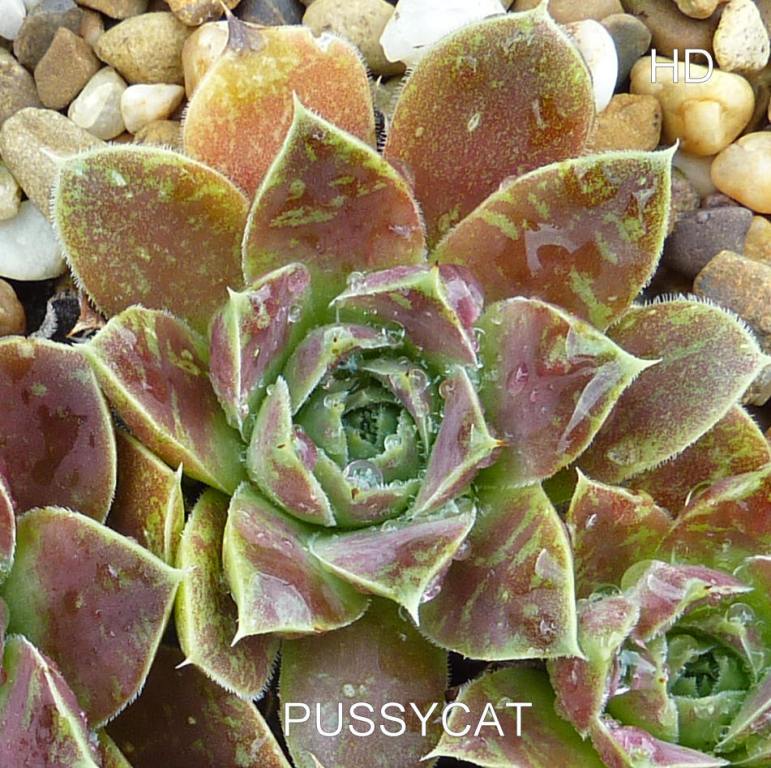Pussycat / Jovi