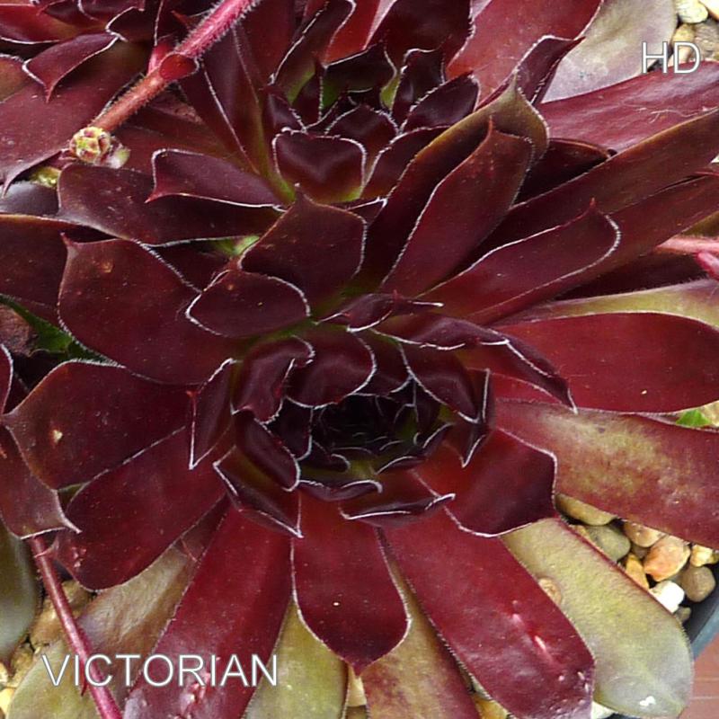 Victorian