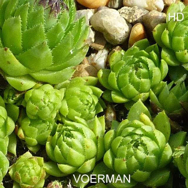 Voerman / Jovi