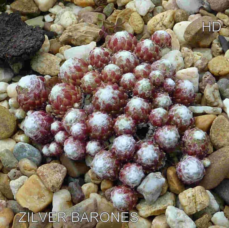 Zilver Barones