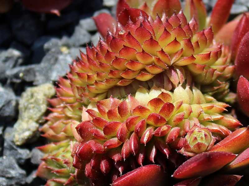 Venus Crested