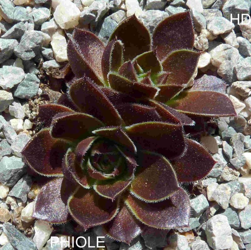 Phiole / Jovi