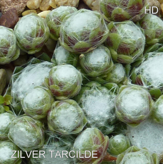 Zilver Tarcilde