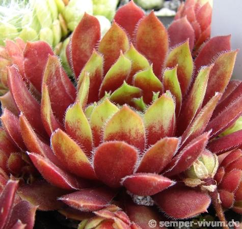 Zomerschoon of Beauty