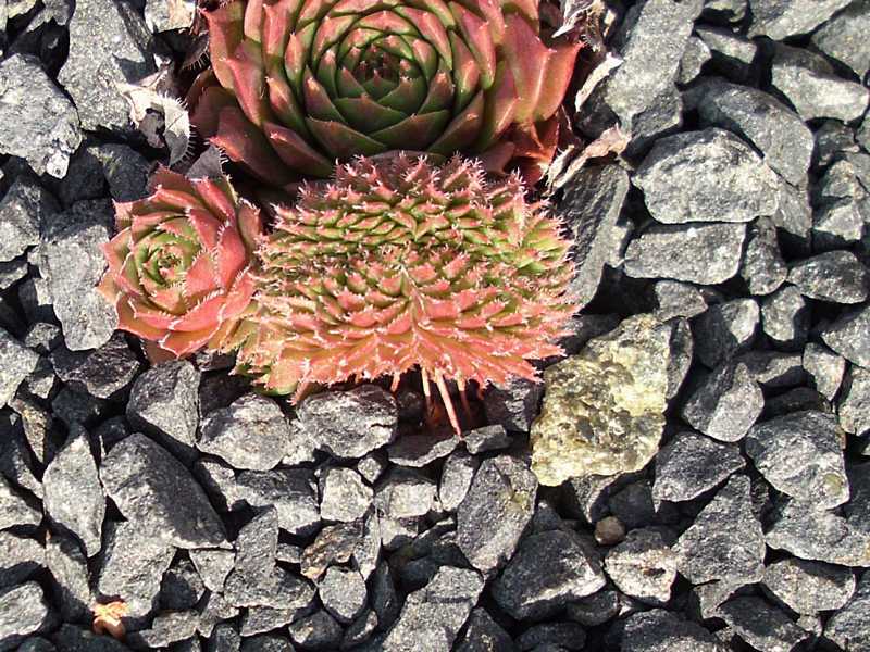 Venus Crested