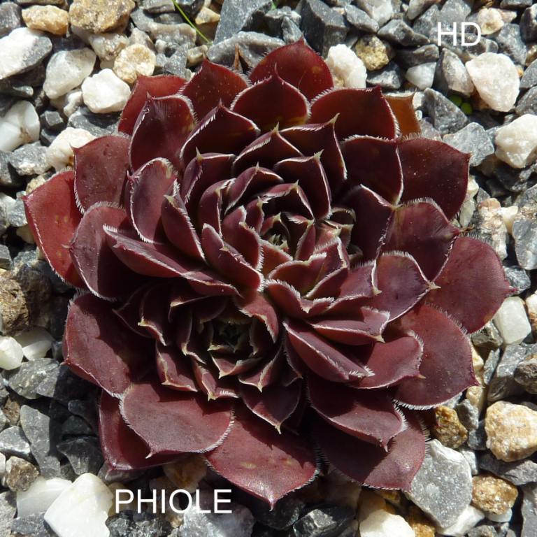 Phiole / Jovi