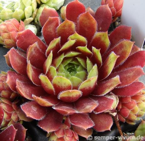 Zomerschoon of Beauty
