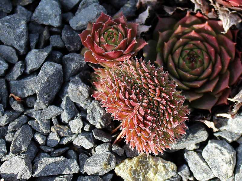 Venus Crested