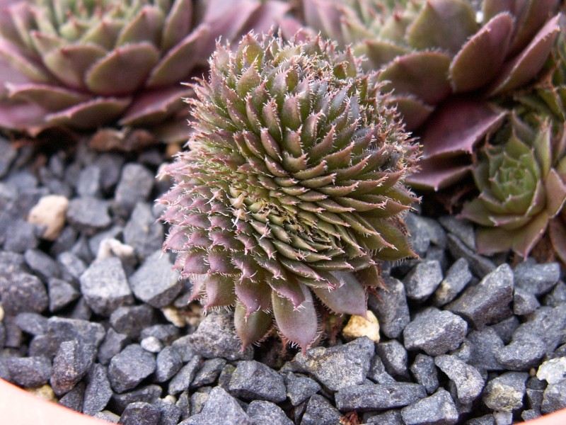 Venus Crested