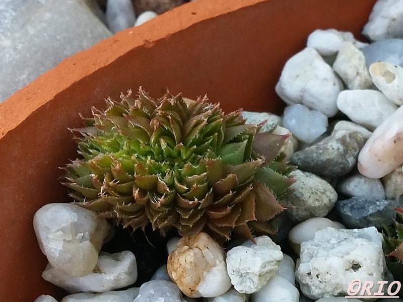 Rex Crested