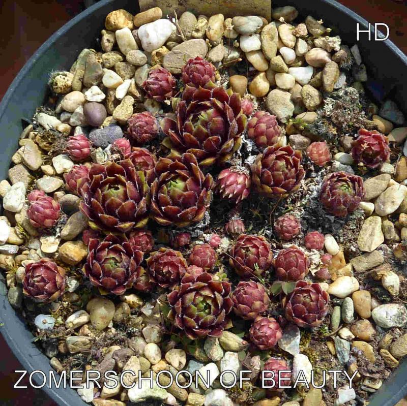 Zomerschoon of Beauty