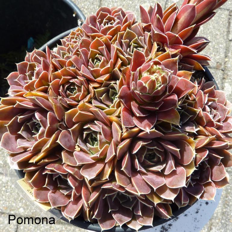 Pomona / Jovi