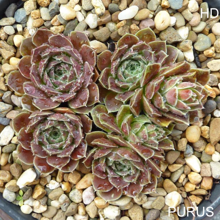Purus / Jovi