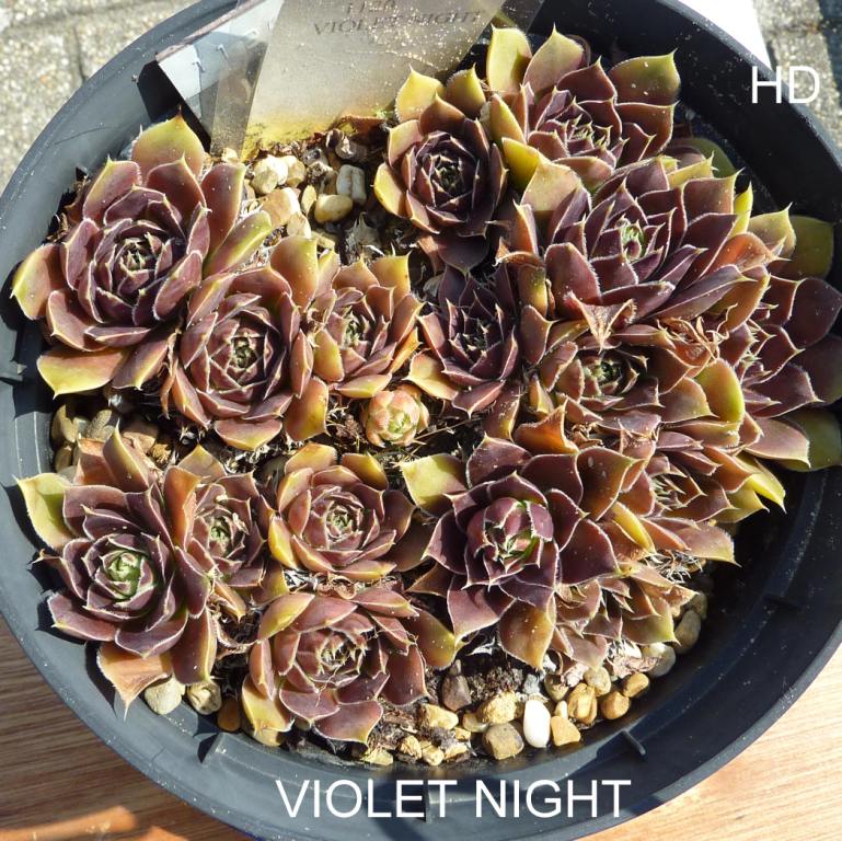 Violet Night / Jovi