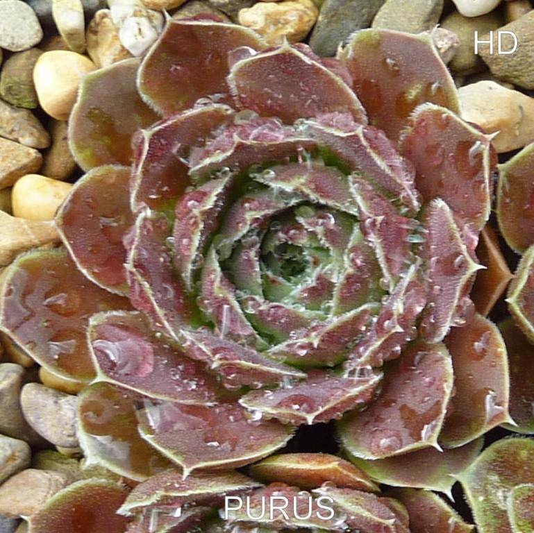 Purus / Jovi