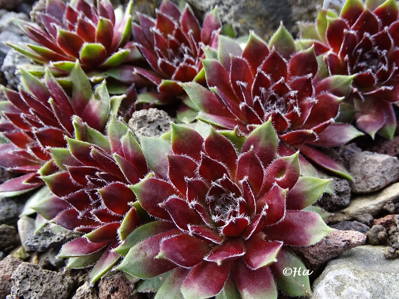 Pfälzer Raureif