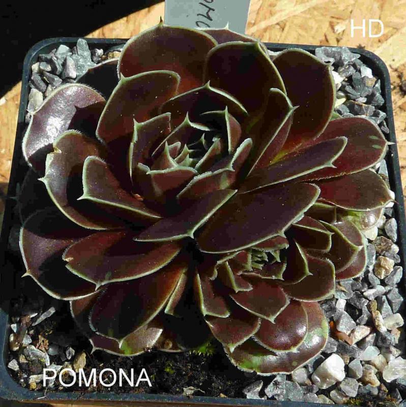 Pomona / Jovi